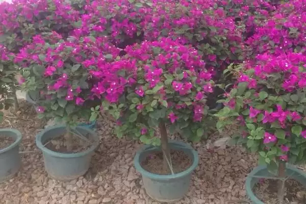 图片[4]-三角梅不开花怎么办？养护三角梅处理不开花问题要掌握哪些方法？-会东网