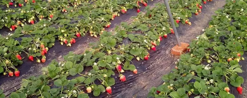 草莓开花的时间，通常为4-5月份-会东网