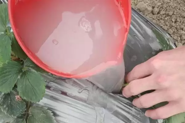 图片[7]-如何培育草莓种苗，畦面要保持疏松无草-会东网