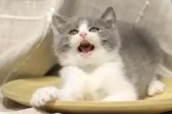 猫癣有哪些具体的症状表现 ,猫癣一般皮肤干燥、起环形皮屑插图3 猫癣有哪些具体的症状表现 ,猫癣一般皮肤干燥、起环形皮屑插图3