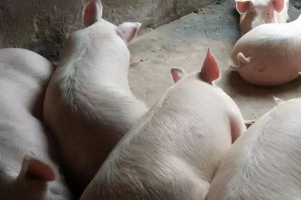 探究育肥猪拉黑稀原因的方法和重点?养猪要做好哪些健康诊断细节?插图1 探究育肥猪拉黑稀原因的方法和重点?养猪要做好哪些健康诊断细节?插图1