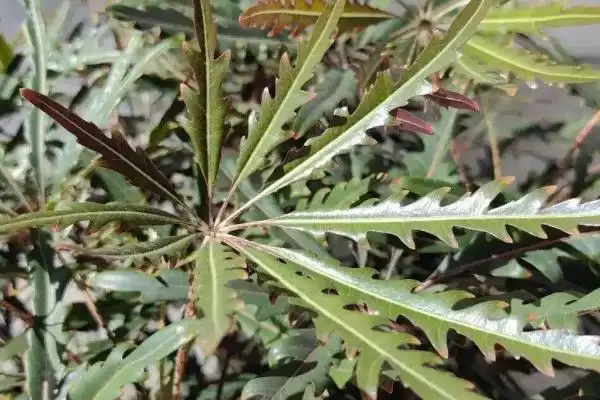 图片[2]-养孔雀木的方法和重点？养孔雀木要做好哪些细节？-会东网