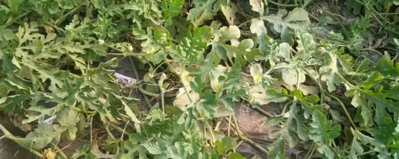 解决雨水多西瓜烂叶问题的方法和重点?应对雨水多西瓜烂叶要做好哪些细节?-会东网