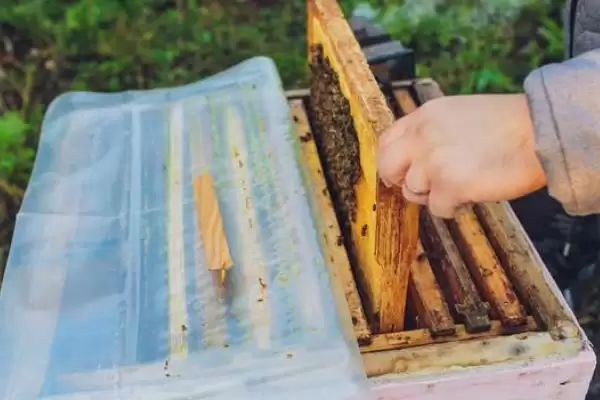蜜蜂开箱的时间,要根据季节、气候和蜜源等决定插图1 蜜蜂开箱的时间,要根据季节、气候和蜜源等决定插图1