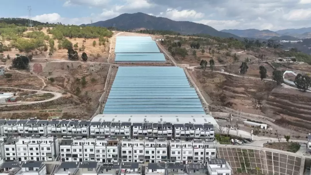 会东鱼山大棚蔬菜示范基地辣椒丰收，家门口就业圈助力移民增收插图6