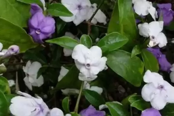 图片[3]-双色茉莉如何施肥？给双色茉莉施肥要掌握哪些关键的施肥时间和方法？-会东网