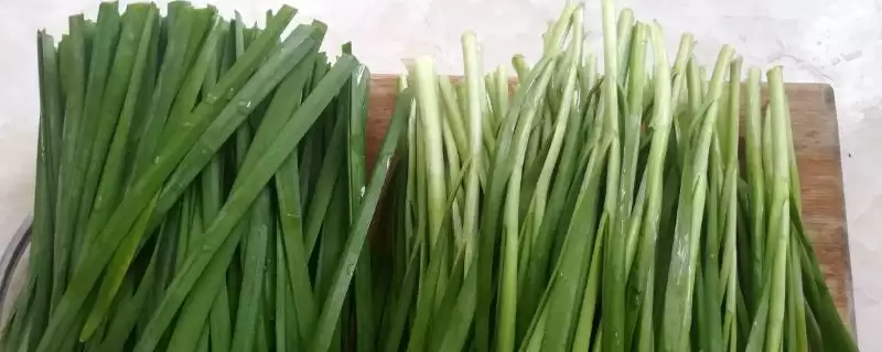 韭菜叶片干尖的原因及防治 ,韭菜叶片干尖如何对症下药进行防治?-会东网