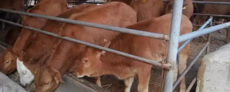 家畜饲养的情况,大多数企业都处于传统粗放型的发展状态插图 家畜饲养的情况,大多数企业都处于传统粗放型的发展状态插图