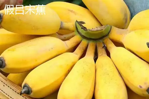 图片[15]-台湾香蕉的主要栽培品种，常见的有李林蕉、玫瑰蕉、旦蕉等-会东网