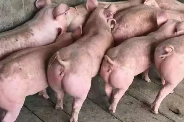 约克夏猪养殖模式的方法和重点？养猪要做好哪些特定品种养殖细节？插图2