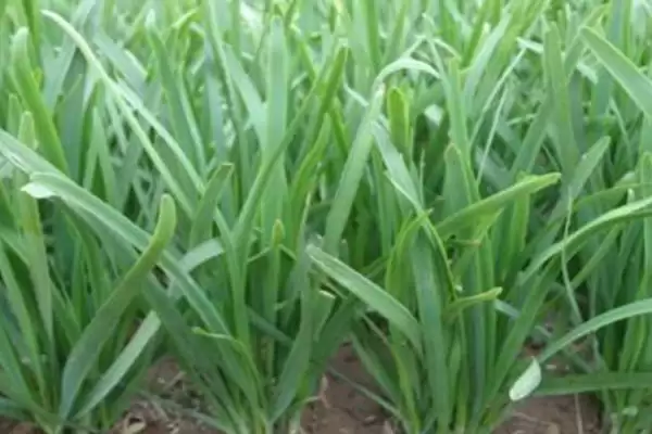 韭菜不分蘖的原因 ,韭菜不分蘖是因为种植密度过大吗？插图4