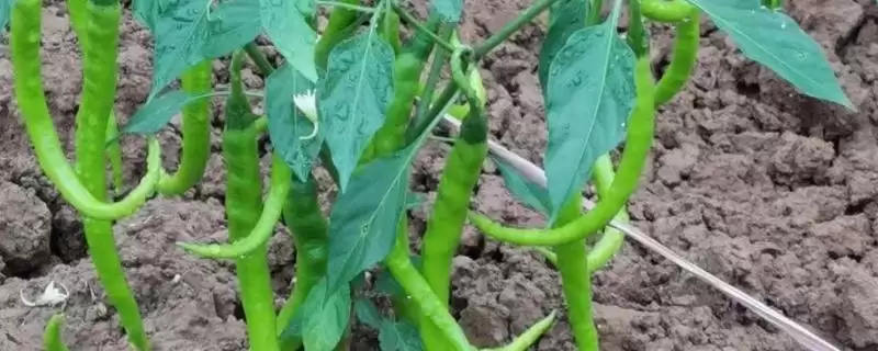 辣椒的施肥技巧 ,辣椒施肥为何要重施有机肥呢?-会东网