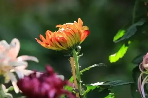 秋季菊花养护秘籍：每天晒光2-3小时的科学依据插图1