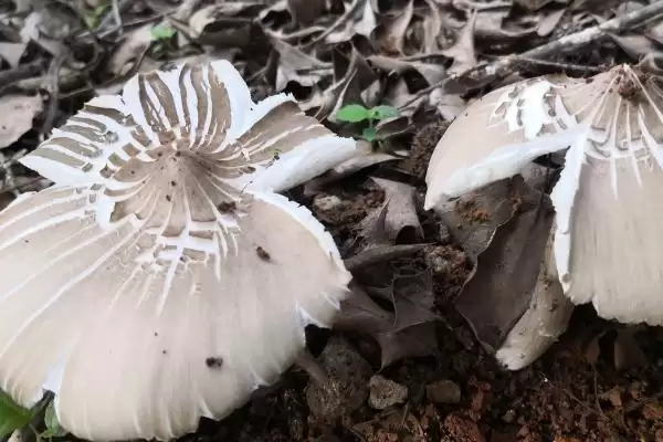 图片[3]-鉴别野生菌是否有毒的方法和重点？鉴别野生菌是否有毒要做好哪些细节？-会东网