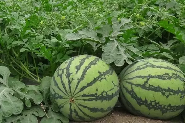 早春大棚西瓜种植管理技术的方法和重点?早春大棚种西瓜要做好哪些细节?插图3 早春大棚西瓜种植管理技术的方法和重点?早春大棚种西瓜要做好哪些细节?插图3