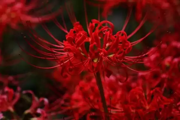 图片[2]-石蒜为什么又叫彼岸花？探究石蒜别名由来要了解哪些文化传说？-会东网