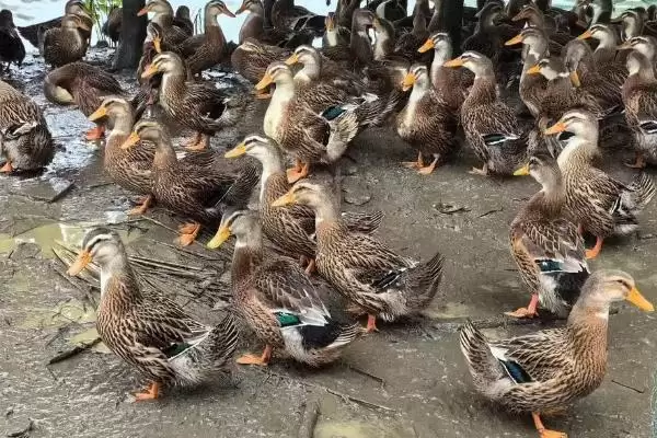 麻鸭和白鸭有什么区别 ,麻鸭和白鸭外形特征有何不同插图6