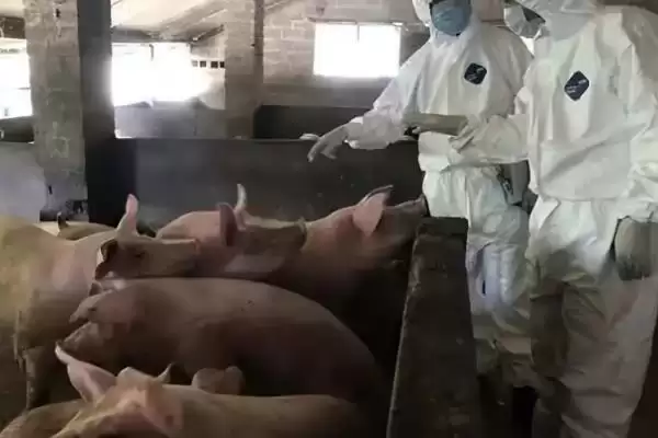 图片[3]-治疗猪肺疫的土方法，将蟾蜍和生姜捣烂再兑醋冲服-会东网