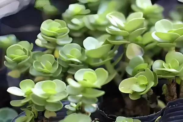 金钱木长叶子的时间 ,金钱木在什么情况下能长叶子插图3