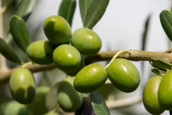 图片[11]-客厅适合摆放的植物 ,客厅适合摆放哪十种常见植物呢？-会东网