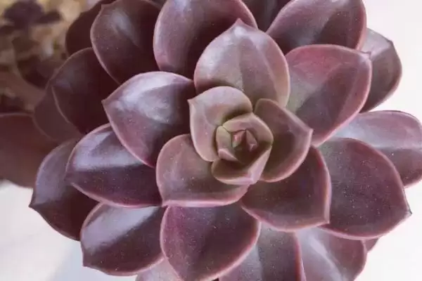 巧克力多肉盆栽注意事项?插图8 巧克力多肉盆栽注意事项?插图8