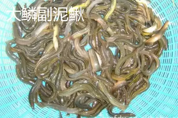图片[4]-泥鳅苗价格揭秘：品种不同价格各异的真相-会东网