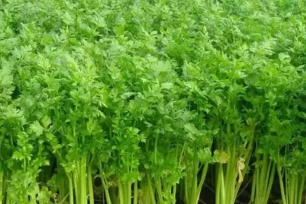 图片[2]-芹菜种植时间指南：每个月都能种的种植诀窍-会东网