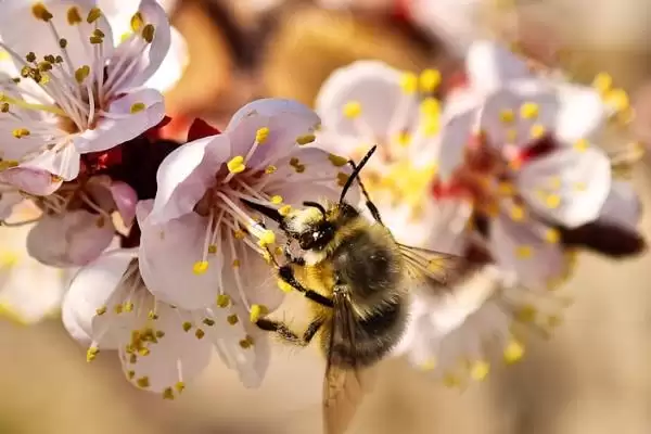 图片[5]-冬天蜜蜂还能采花酿蜜吗，主要取决于当地的气候-会东网