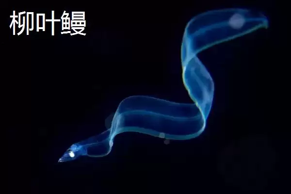 图片[4]-鳗鱼是怎样的鱼类 ,鳗鱼常栖息在什么水域-会东网