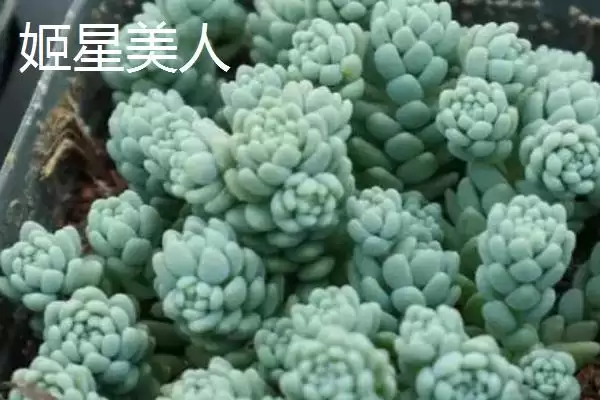图片[5]-新手必看！姬胧月、虹之玉、冬美人等易养多肉植物推荐-会东网
