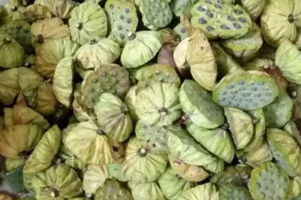 图片[4]-莲子的种植方法 ,莲子种植前为何要浸泡催芽？-会东网