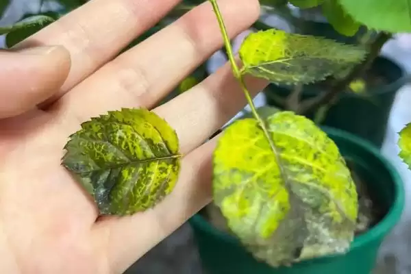 图片[6]-石榴黑斑病的症状？了解石榴黑斑病症状要知晓哪些关键的病害表现？-会东网