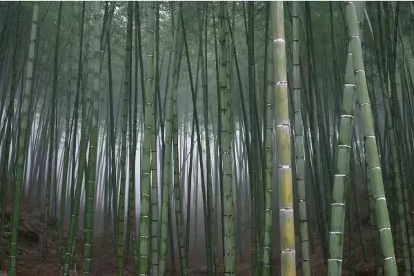 图片[8]-竹子种植成本的核算和要点？种植竹子成本计算需关注哪些？-会东网