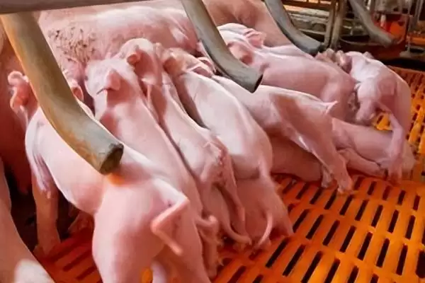 识别新生仔猪正常粪便状态的方法和重点?养猪要做好哪些健康观察细节?插图4 识别新生仔猪正常粪便状态的方法和重点?养猪要做好哪些健康观察细节?插图4