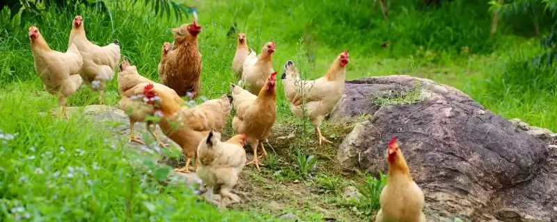 提高养鸡经济效益的方法和重点？养鸡要做好哪些效益提升策略？-会东网