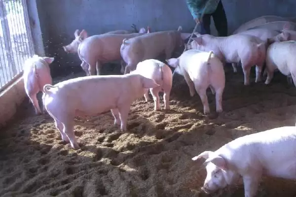 防治猪高热病的方法和重点？养猪要做好哪些疫病防控关键细节？插图4