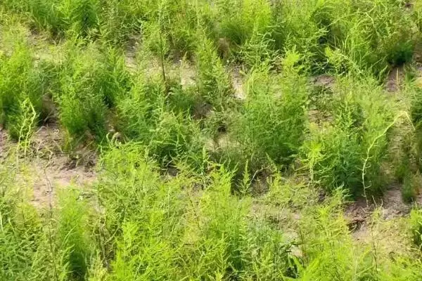 图片[9]-天门冬的种植技术？种植天门冬要遵循哪些科学的种植方法和管理要点？-会东网