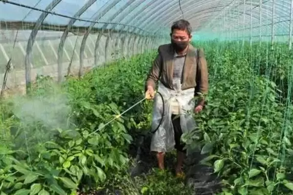 图片[2]-如何降低蔬菜种植中的农药残留？种植蔬菜降低农药残留要采取哪些方法？-会东网