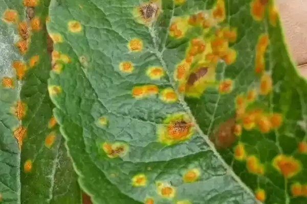 怎么防治苹果锈病，苹果产区内的桧柏要砍除插图1