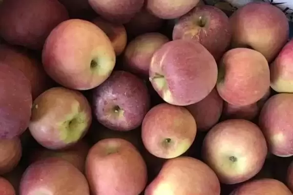 大凉山丑苹果好不好吃，果肉甘甜且细腻插图5