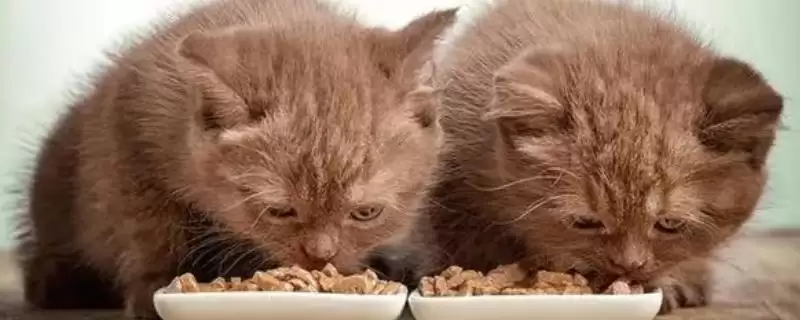 猫咪吃干粮和湿粮各有什么优缺点 ,干粮价低易胖湿粮补水期短-会东网