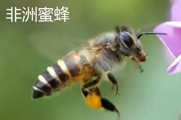 图片[3]-毒蜂的种类，常见以下10种-会东网