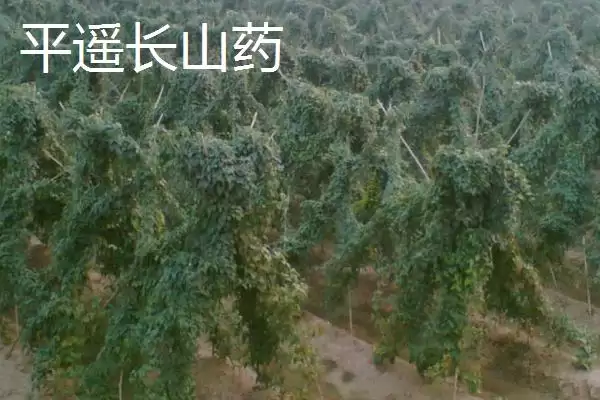 图片[6]-山西晋中市的特产，是国家级文化生态保护实验区-会东网