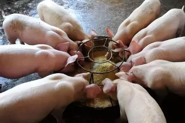 识别新生仔猪正常粪便状态的方法和重点?养猪要做好哪些健康观察细节?插图8 识别新生仔猪正常粪便状态的方法和重点?养猪要做好哪些健康观察细节?插图8