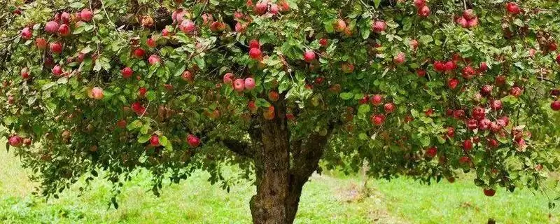 苹果树修剪方法，要逐年清理多余辅养枝-会东网