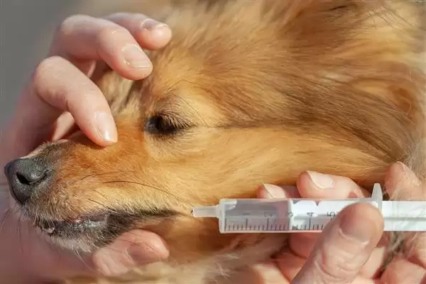 图片[6]-犬肺动脉瓣狭窄症状解析：运动呼吸困难、肝脏肿大等表现-会东网