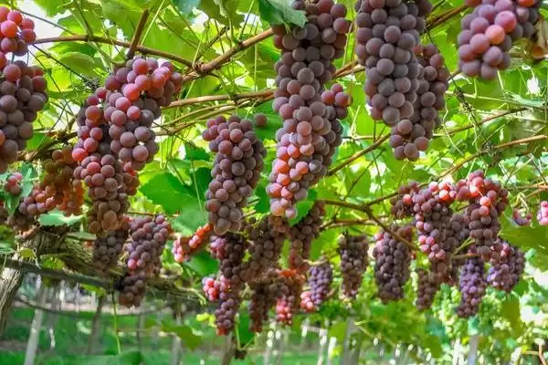 葡萄成熟期揭秘：7-10月份左右的甜蜜时刻插图1