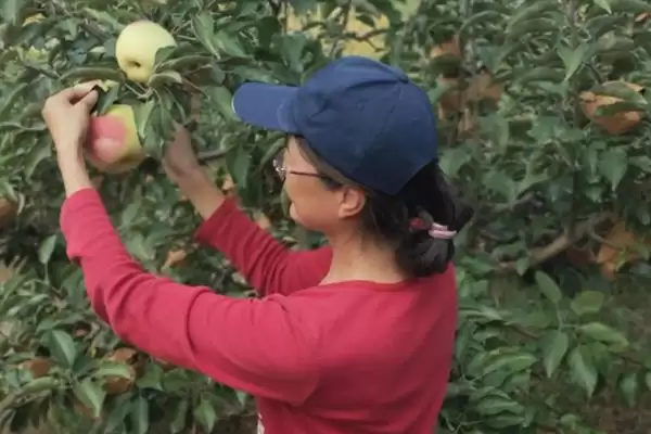 苹果脱袋后何时铺反光膜，经过2-3天即可铺膜插图7