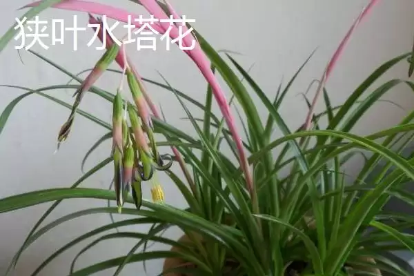 图片[2]-水塔花的种类？认识水塔花种类要了解哪些关键的品种分类和特性要点？-会东网