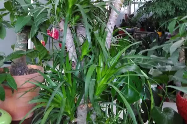 龙须兰的剪头方法 ,龙须兰为何剪短过长枝条呢？插图3